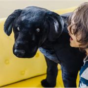 Catel labrador negru gigant din plus md2117