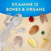 National Geographic - Kit creativ laborator de disectie soparla ARTNG23036