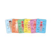Puzzle magnetic corpul uman (68 piese)