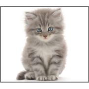 Proiector tip lanterna - animalute dragalase