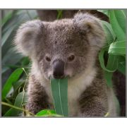 Proiector tip lanterna - animalute dragalase