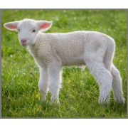 Proiector tip lanterna - animalute dragalase