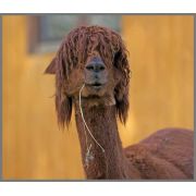 Proiector tip lanterna - distractie cu animalute