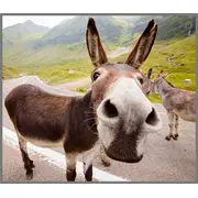 Proiector tip lanterna - distractie cu animalute