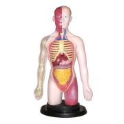 Kit educational mulaj corpul uman si sistemul digestiv - okeml99113