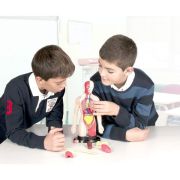 Kit educational mulaj corpul uman si sistemul digestiv - okeml99113