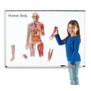 Corpul uman - set magnetic