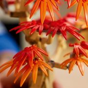 LEGO BOTANICALS BONSAI DE ARTAR JAPONEZ ROSU 10348 VIVLEGO10348