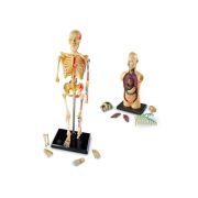 Set machete - anatomie