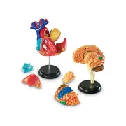 Set machete - anatomie