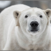 Proiector tip lanterna - cele mai periculoase animale