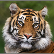 Proiector tip lanterna - cele mai periculoase animale