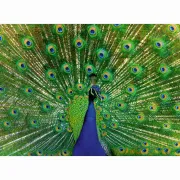 Ravensburger - Puzzle animale colorate paun 500 piese - ARTRVSPA01332