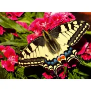 Ravensburger - Puzzle animale colorate fluture 500 piese - ARTRVSPA01335
