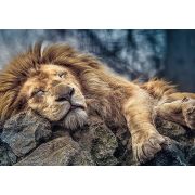 PUZZLE TREFL 1000 LEU DORMIND VIV10447