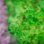 Set experimente - gradina magica