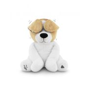 Catelusul danny peek a boo tnaza-danny-01