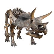 Diapozitive - dinozauri