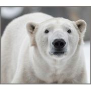 Proiector tip lanterna - animale periculoase