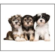 Proiector tip lanterna - animalute simpatice