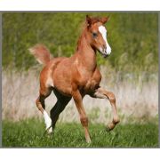 Proiector tip lanterna - animalute simpatice