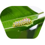 Proiector tip lanterna - insecte