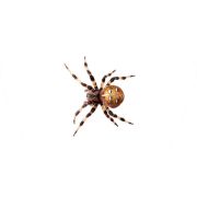 Proiector tip lanterna - insecte
