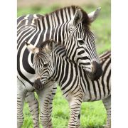 PUZZLE ZEBRE, 300 PIESE - ARTRVSPC12948