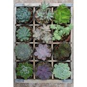 PUZZLE PLANTE SUCULENTE, 300 PIESE - ARTRVSPA12967