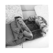 Springos - sac iarna carucior cu blanita detasabila mevis delux dark grey lvtksb002