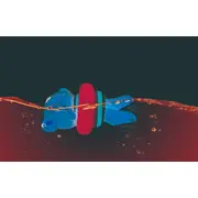HAPE TEDDY INOTATORUL VESEL VIVHapeE0204