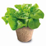 MEGA  SERA BIOLOGICA STIINTA SI JOACA VIV1026-50750