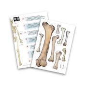 Schelet gigant 45 cm bk2180