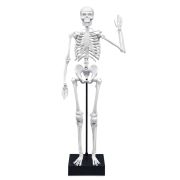 Schelet gigant 45 cm bk2180