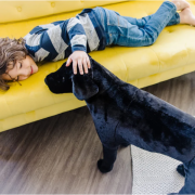 Catel labrador negru gigant din plus - okemd2117