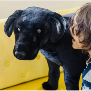 Catel labrador negru gigant din plus - okemd2117