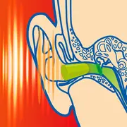 Dopuri de urechi pentru adulti, pentru protectia auzului impotriva zgomotului, SNR 37dB, 12 bucati, spuma, verde, SANOHRA Max