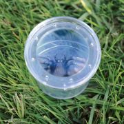 Geosafari® borcan pentru observarea insectelor