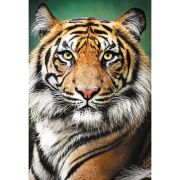 PUZZLE TREFL 1500 PORTRET TIGRU VIV26204