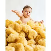 Burete Marin De Baie Natural, Premium Pjb964