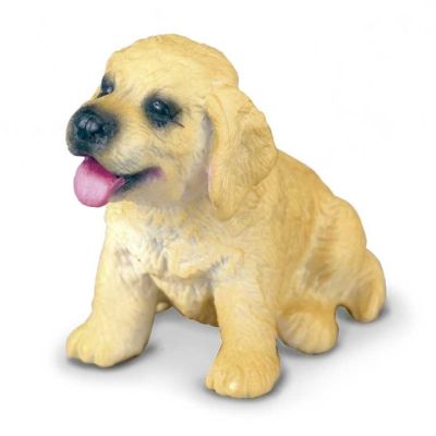 Golden retriever pui s collecta col88117s