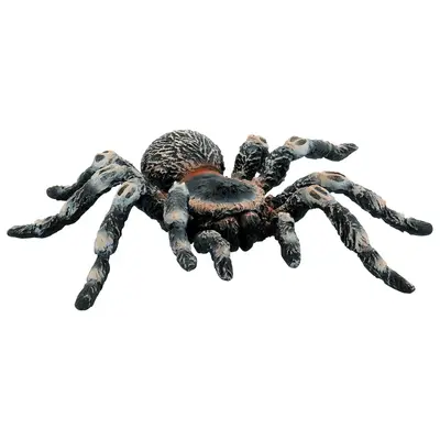 Tarantula white knee bl4007176684573