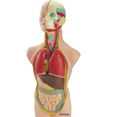 Set anatomia umana 50 cm - okeml99020
