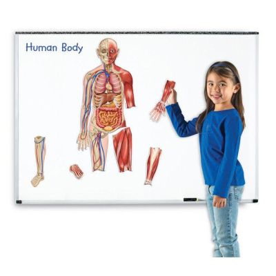 Corpul uman - set magnetic
