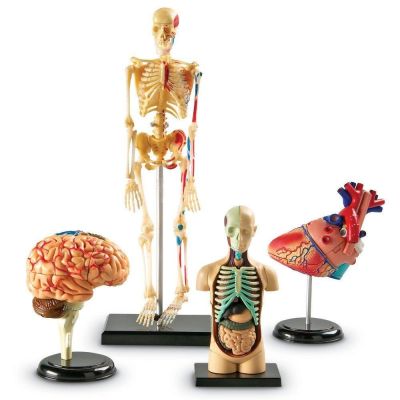 Set machete - anatomie