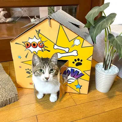 Casuta pentru pisici, din carton, albastru portocaliu