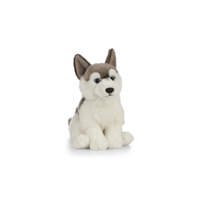 Catelus de plus husky