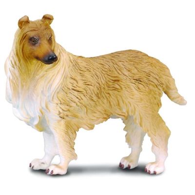 Collie cu par sarmos l collecta  - okecol88191l