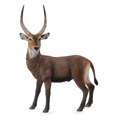 Antilopa africana- collecta - okecol88562l