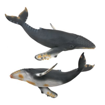 Balena cu cocoasa - collecta - okecol88347xl